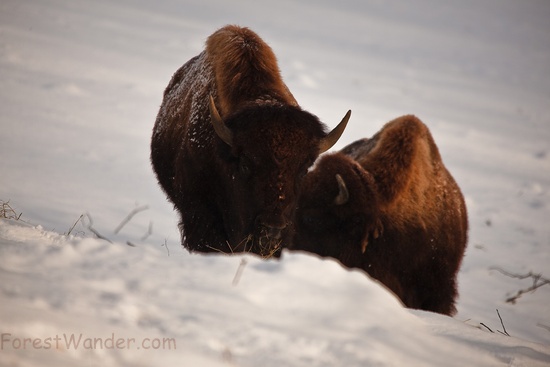 Two Buffalo Grazing Grass Winter Snow