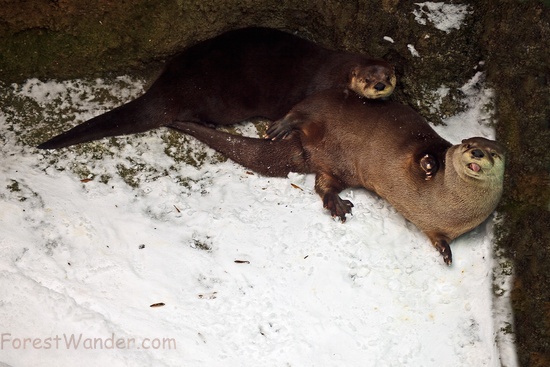 Two Otters Snow Sticking Tongue Out