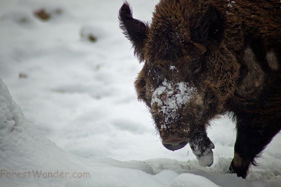 Wild Boar Snow Covered Snout
