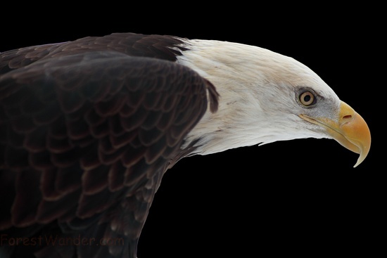 Bald Eagle on Black