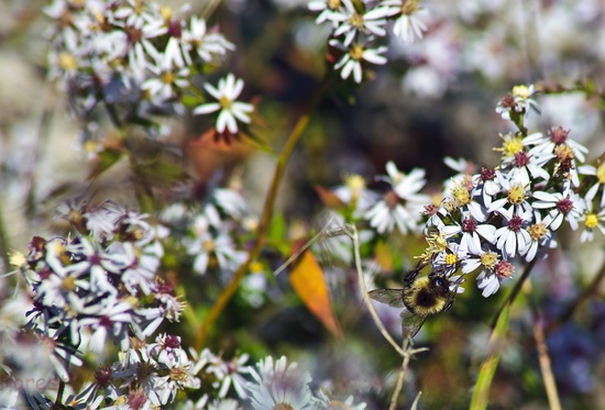 Bee Flower Macro