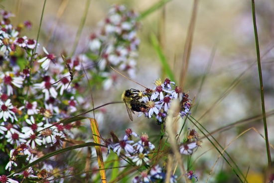 Bee Flowers Spring Insect