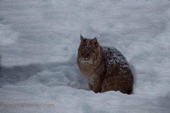 Bobcat Snow Covered