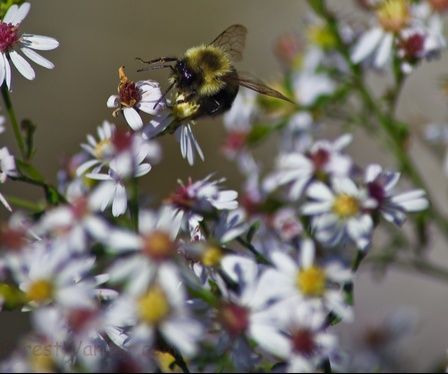 Bumble Bee on Flower