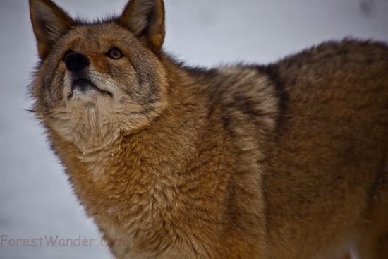 Coyote Looking up Sky