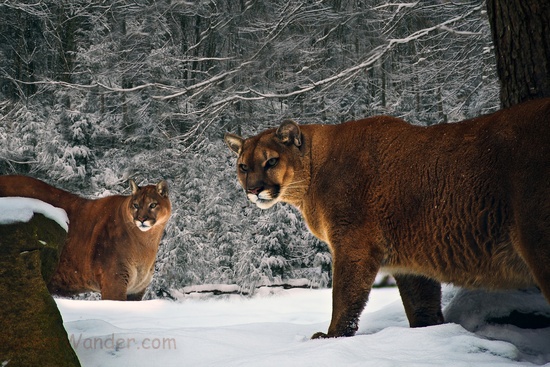 Mountain Lions Winter Forest Snow