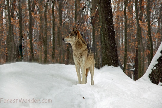 Timber Wolf