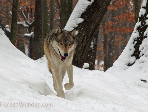 Winter Wolf Snow