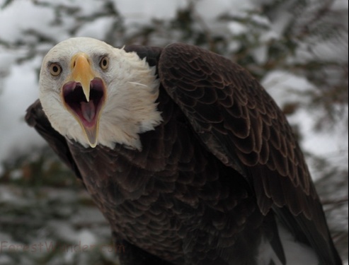 Bald Eagle Screech