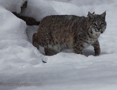 Bobcat Coming Out Den Snowing