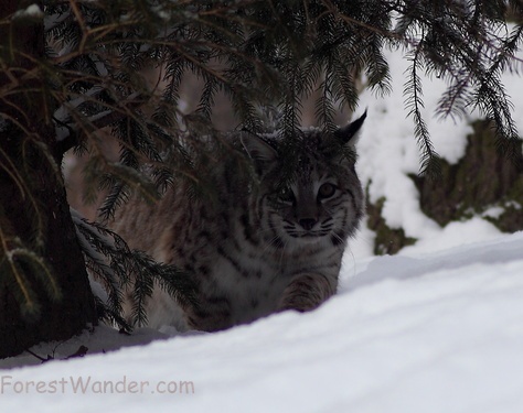 Bobcat Under Tree Snow