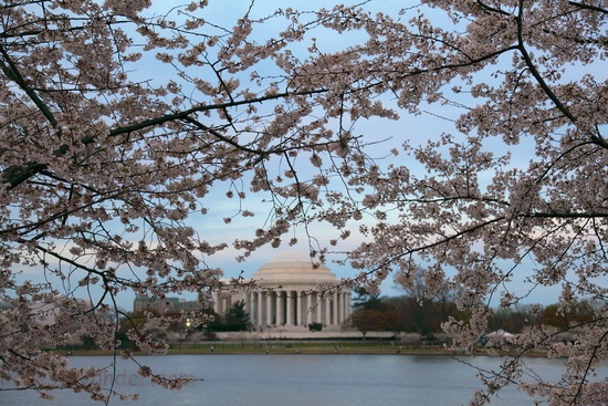 cherry tree blossoms washington dc. Cherry Trees Washington Dc