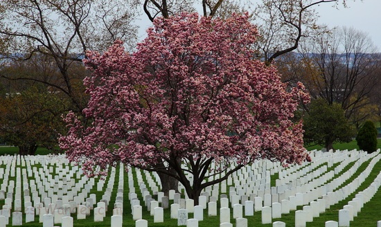 Flowering Magnolia Tree Arlington Cemetery