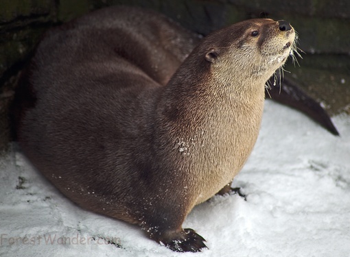 Otter Rocks Snow Winter