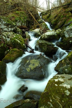 Rugged Ravine Springtime