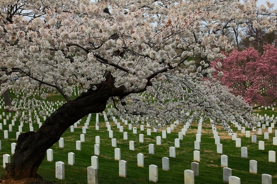 Flowering Trees Memorial Day Arlington Cemetery