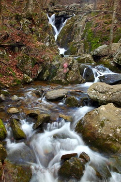 Spring Forest Rocks and Waterfall