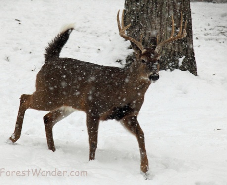 Whitetail Buck Running Snow