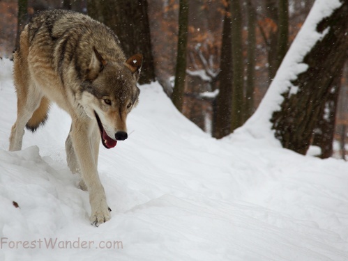 Wolf Snow Forest