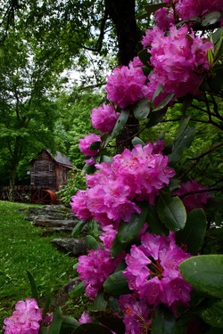Glade Creek Grist Mill Rhododendron Flowers