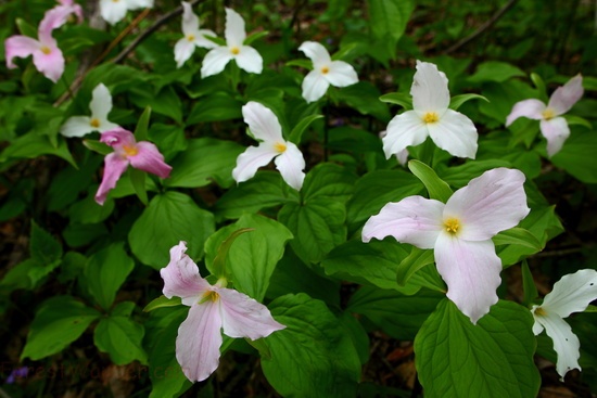 Trillium Forest Flower