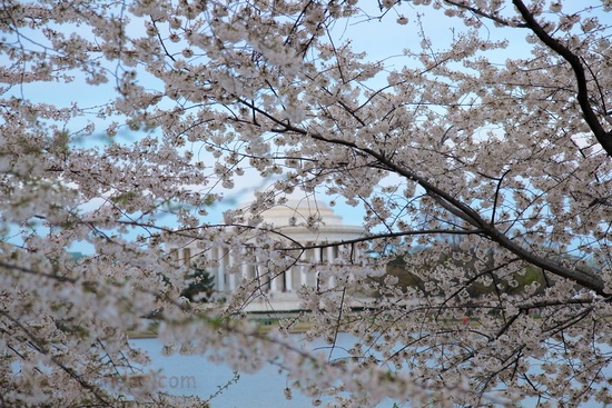 Cherry Blossom Trees Festival Jefferson Memorial