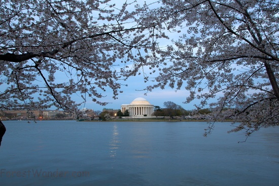 Cherry Blossom Trees Jefferson Memorial Evening