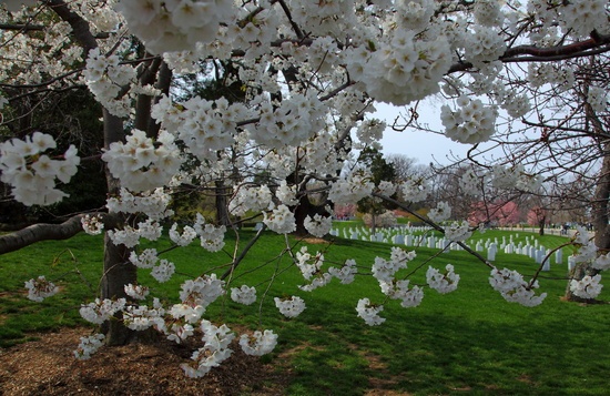 Cherry Tree Arlington Cemetery