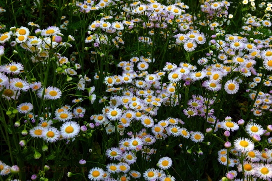 Field Spring Flowers