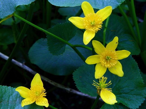 Marsh Marigold