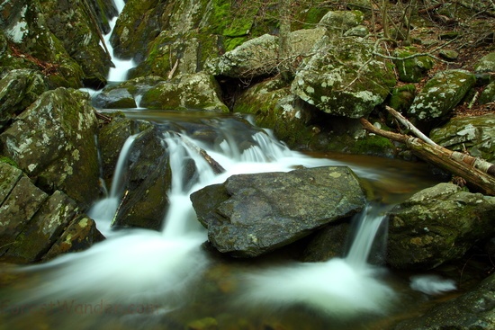 Rugged Forest Creek Springtime