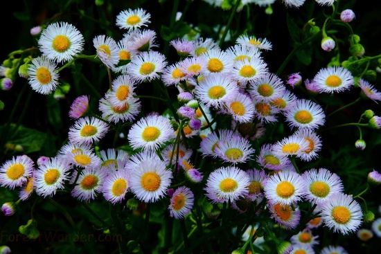 Spring Daisy Fleabane