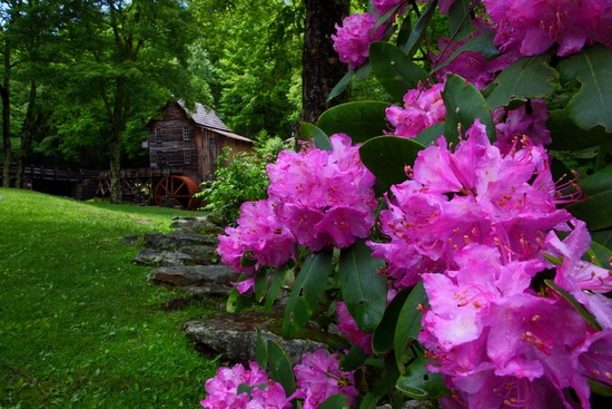 Spring WV Gristmill Flowers