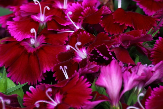 Dianthus Macro