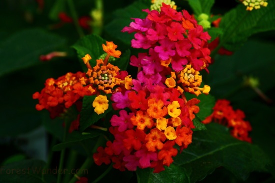 Kaleidoscope Flowers