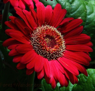 Red Daisy Flower