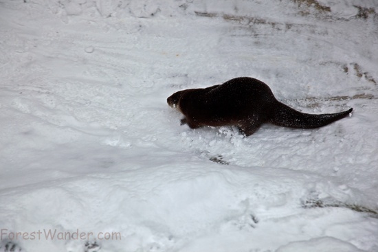 Otter Playing Snow Sliding
