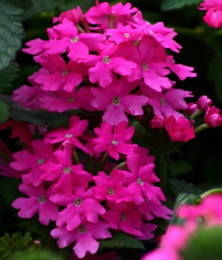 Pretty Pink Flowers Picture