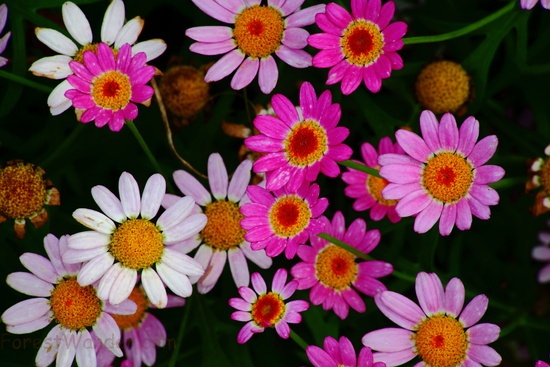 A Pretty Bouquet of Flowers