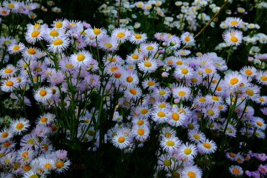Spring Daisy Flowers
