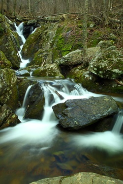 Hidden Creek in the Spring time Forest