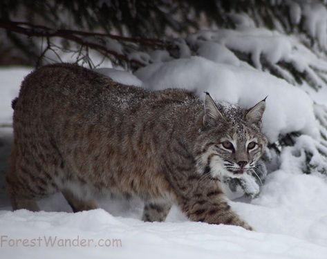 White Gray Black Bobcat Snow