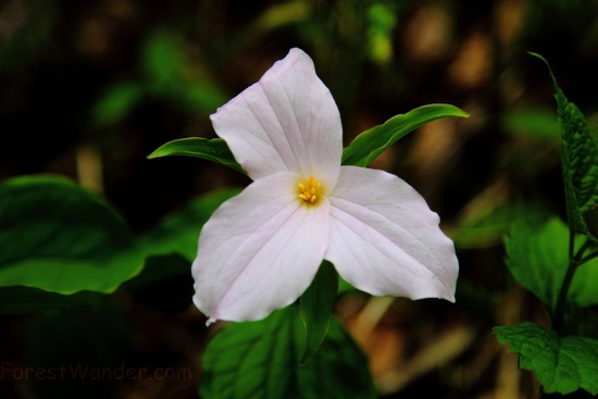 White Trillium Flower