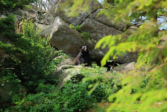 Blackbear Outside Den