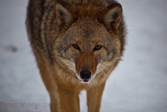 Coyote Look Hunting