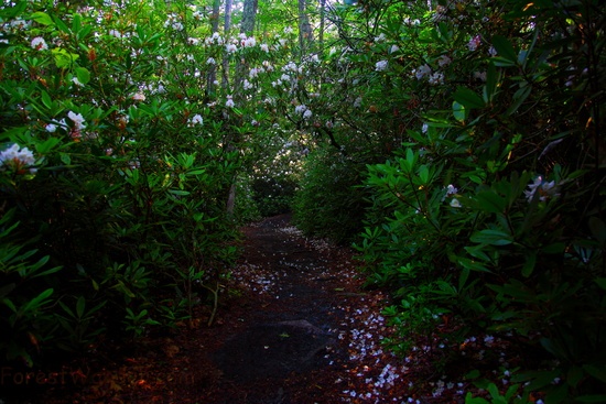 Walking in the Garden in the Cool of the Day