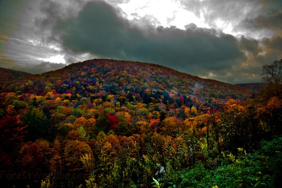 Autumn Trees Cloudy Sky