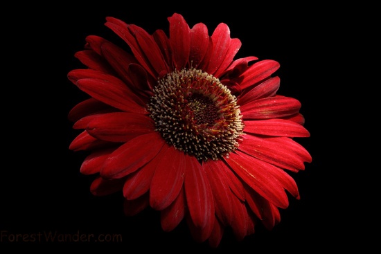 Red Daisy Macro on Black