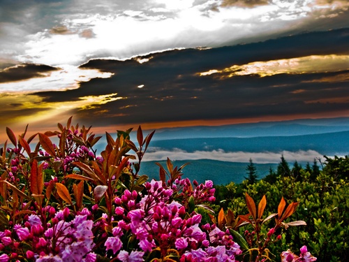 Summer Flowers Sunrise in the Mountains
