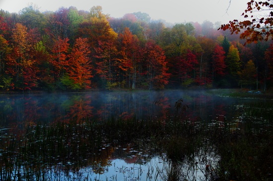 Autumn Foliage Morning Fog